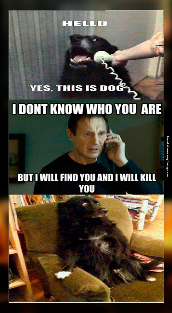 funny-pictures-this-is-dog-liam-neeson