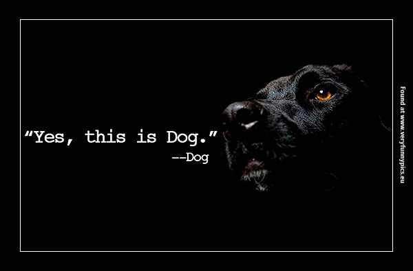 funny-pictures-this-is-dog-quote