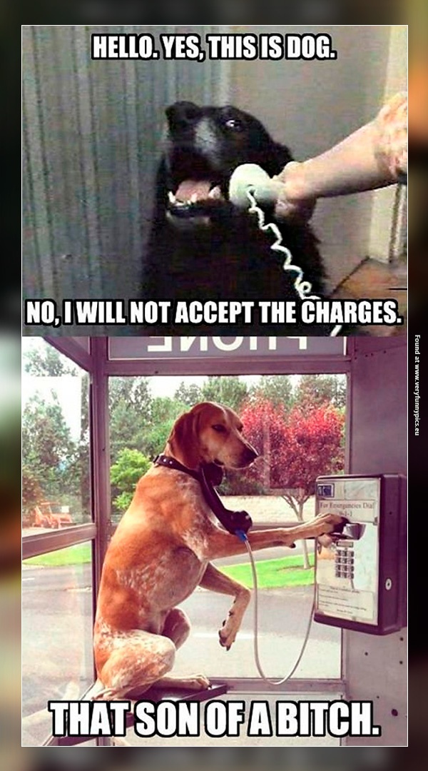 funny-pictures-this-is-dog-will-not-accept-the-charges