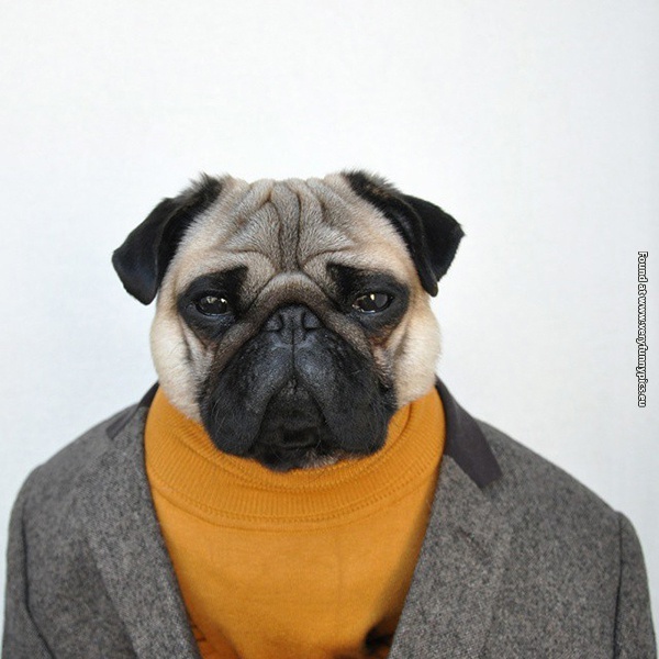 funny-pictures-well-dressed-pug-01
