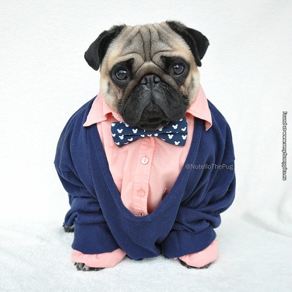 funny-pictures-well-dressed-pug-02