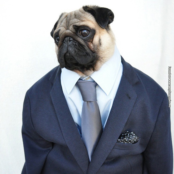 funny-pictures-well-dressed-pug-03