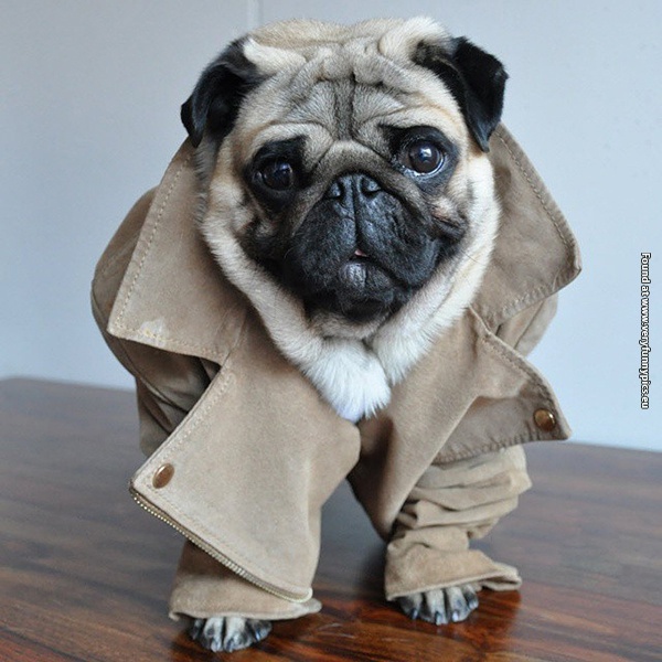 funny-pictures-well-dressed-pug-04