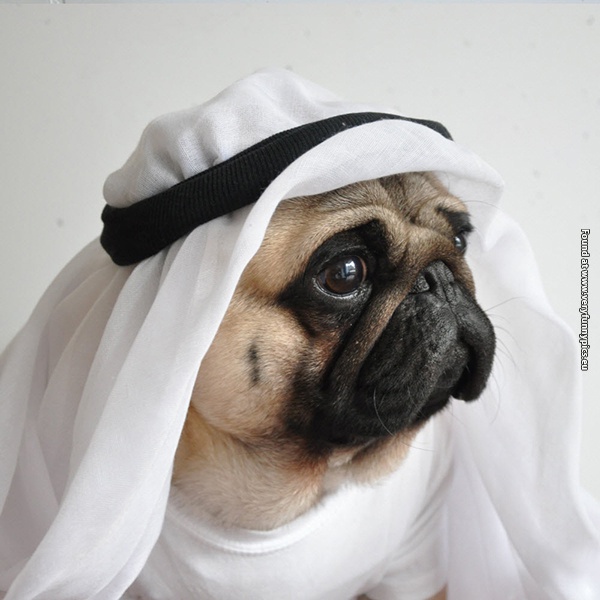 funny-pictures-well-dressed-pug-05