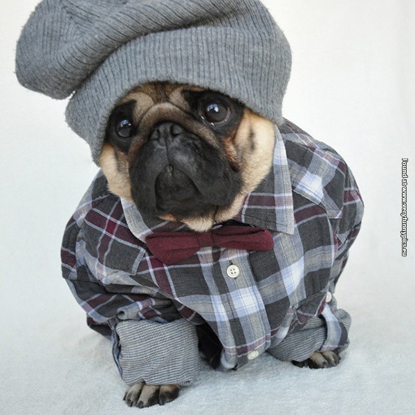 funny-pictures-well-dressed-pug-07