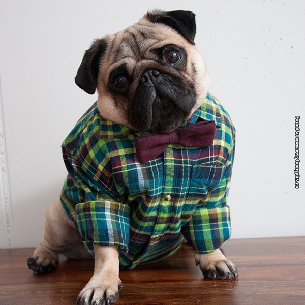 funny-pictures-well-dressed-pug-08