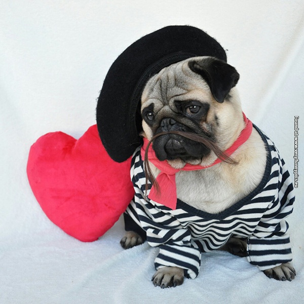 funny-pictures-well-dressed-pug-10