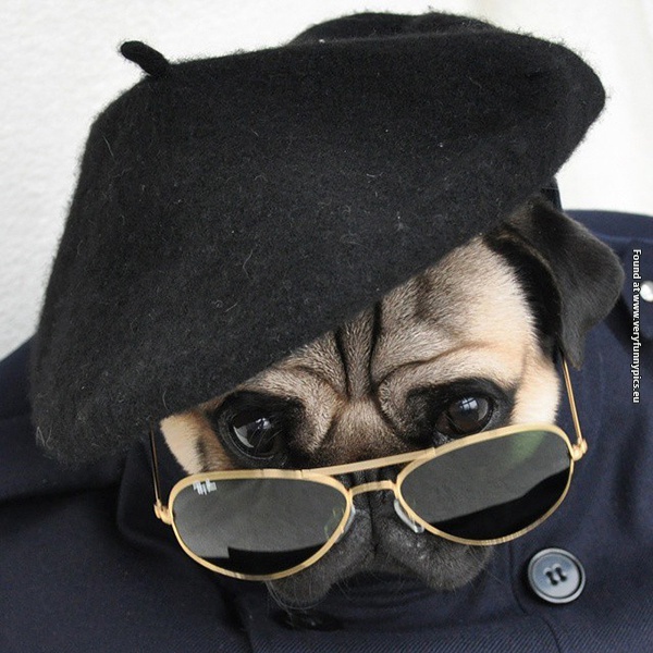 funny-pictures-well-dressed-pug-13