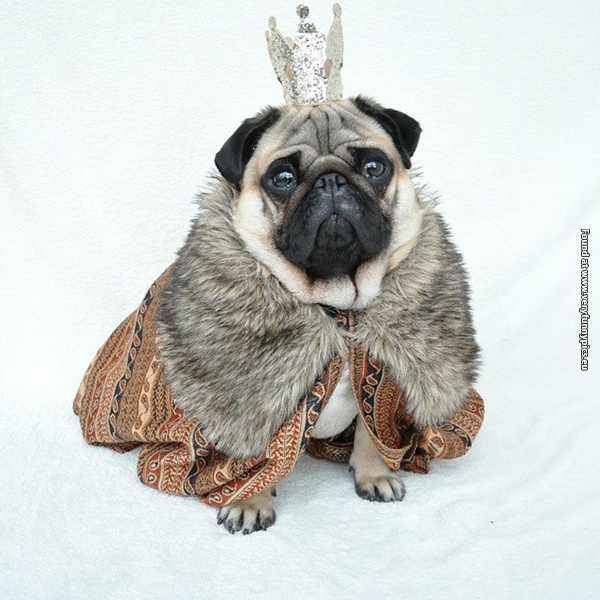 funny-pictures-well-dressed-pug-14