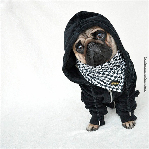 funny-pictures-well-dressed-pug-16