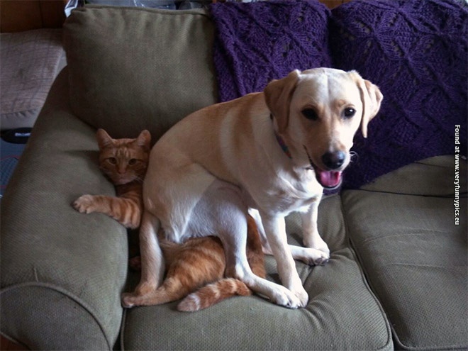 funny pictures animals with no sense of personal space 08