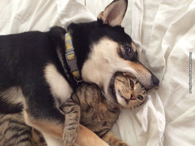 funny pictures animals with no sense of personal space 10