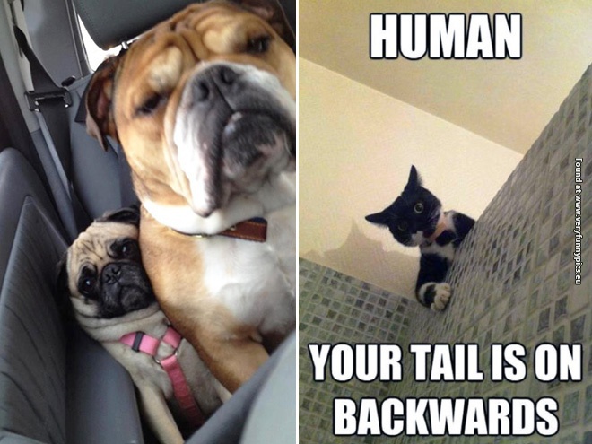 funny pictures animals with no sense of personal space 12