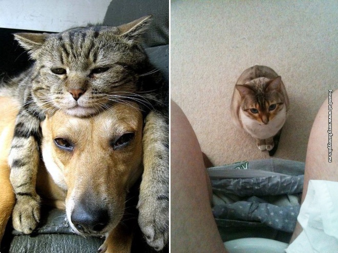 funny pictures animals with no sense of personal space 14
