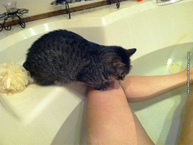 funny pictures animals with no sense of personal space 17