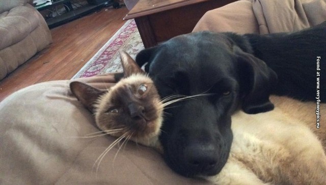 funny pictures animals with no sense of personal space 21
