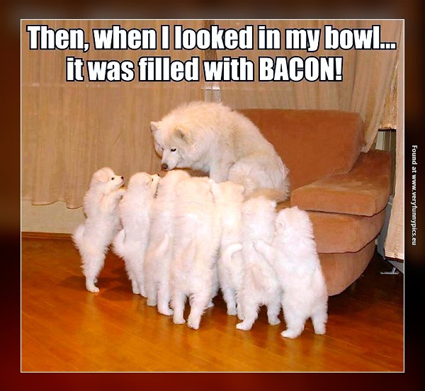 funny-pictures-bacon-bed-time-story