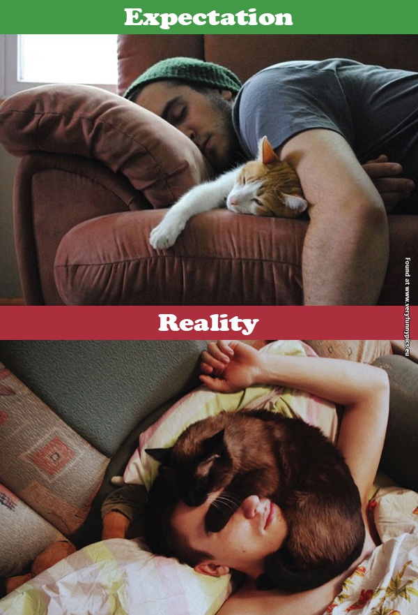 funny pictures cats expectations vs reality 01