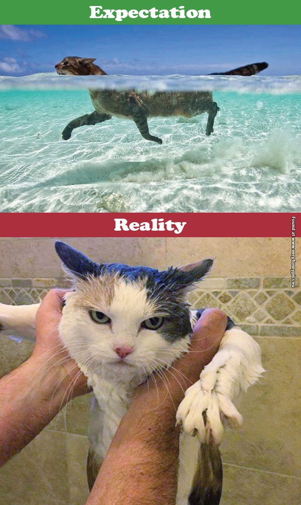 funny pictures cats expectations vs reality 02