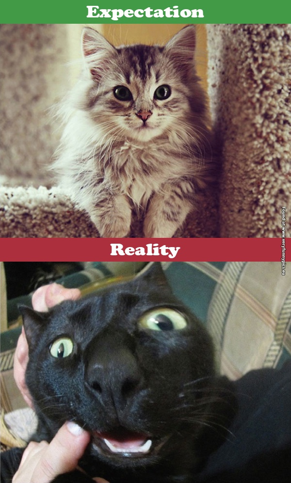 funny pictures cats expectations vs reality 03