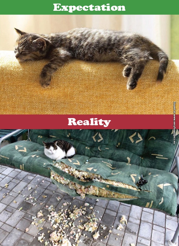 funny pictures cats expectations vs reality 04