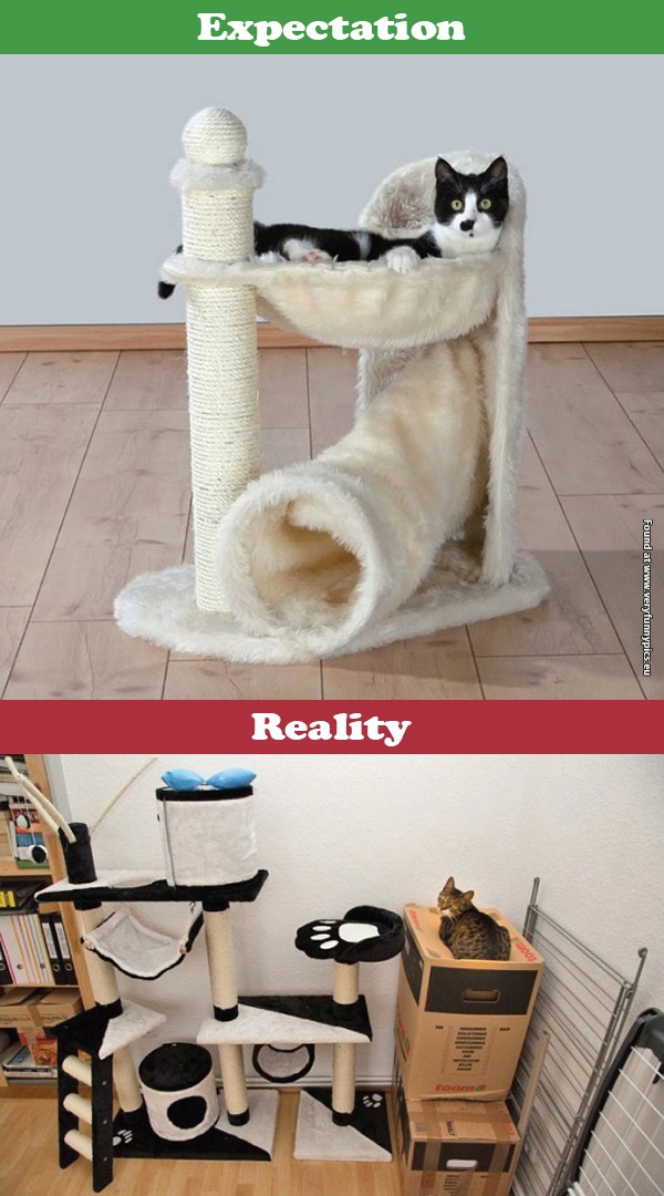 funny pictures cats expectations vs reality 05