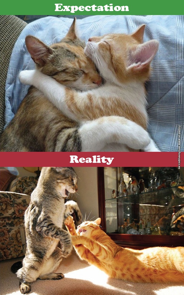 funny pictures cats expectations vs reality 06