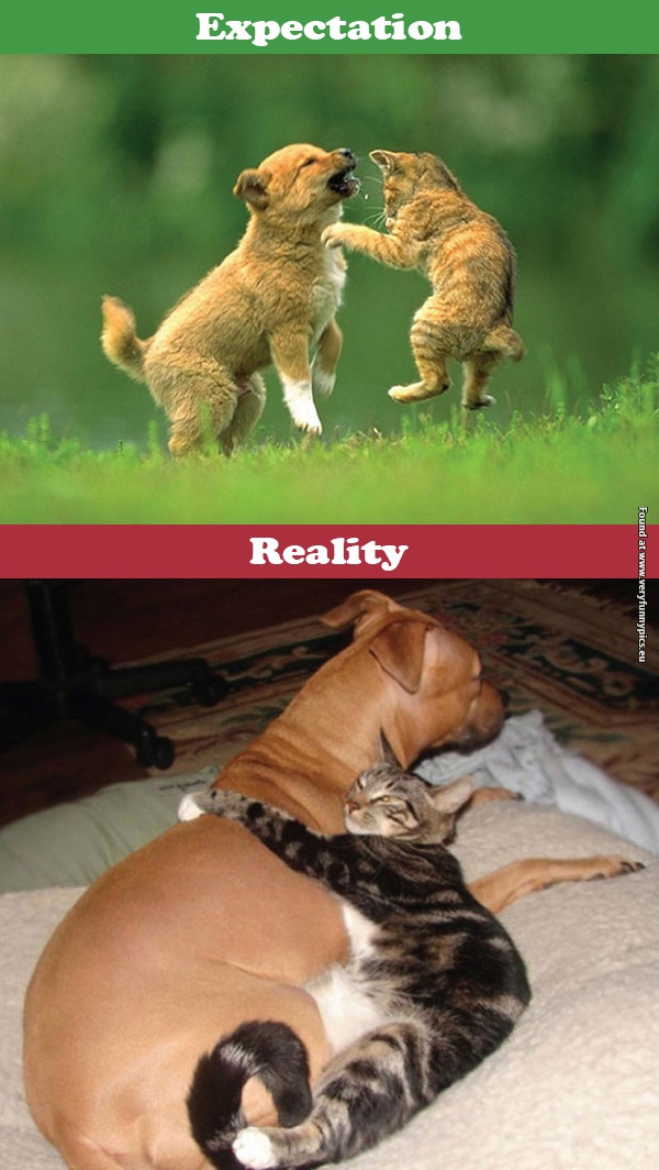 funny pictures cats expectations vs reality 07