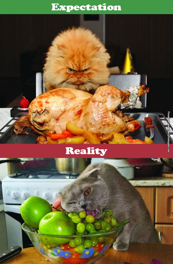 funny pictures cats expectations vs reality 08