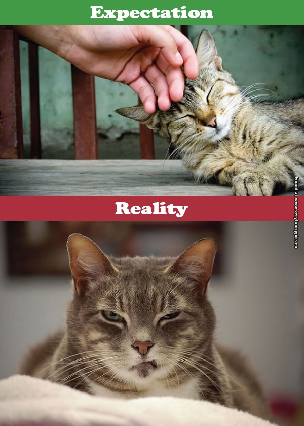 funny pictures cats expectations vs reality 09