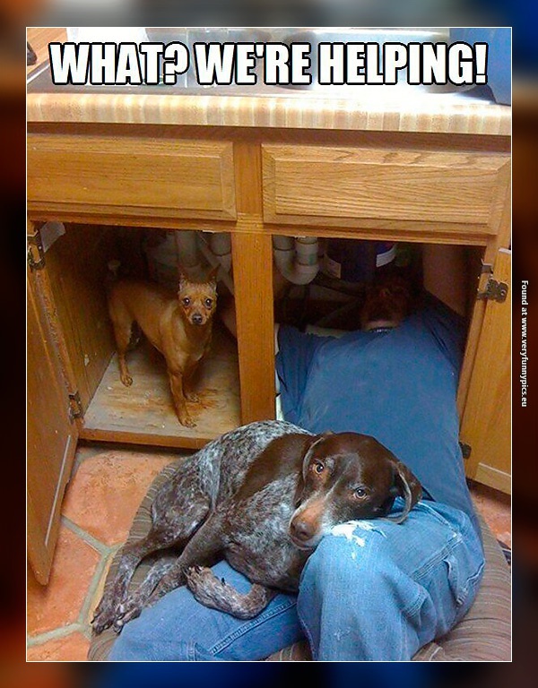 funny-pictures-helping-dogs