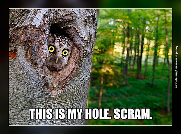 funny-pictures-owl-in-a-hole