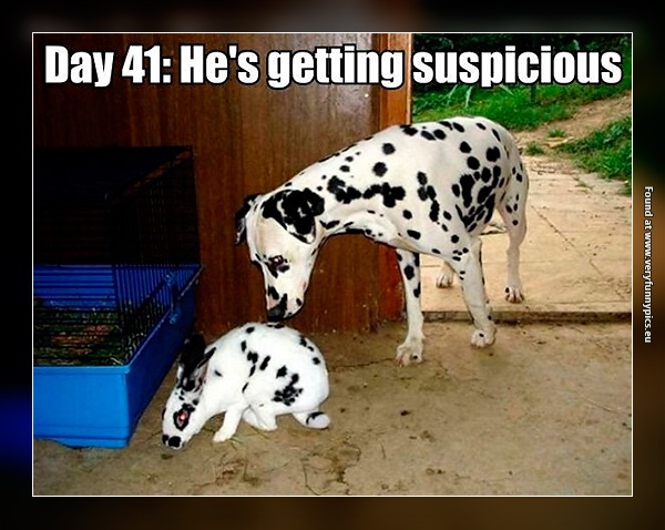 funny-pictures-rabbit-among-dog
