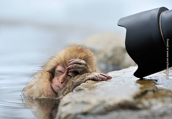 funny pictures animals that look hungover 02