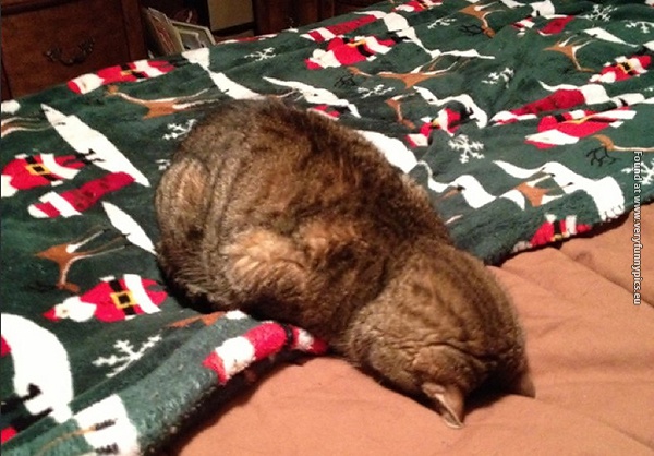 funny pictures animals that look hungover 21