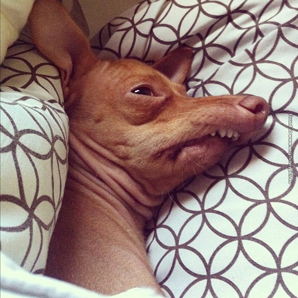 funny pictures animals that look hungover 27