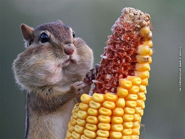 funny pictures animals that loves food 01