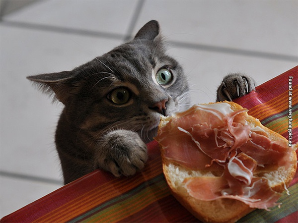 funny pictures animals that loves food 02
