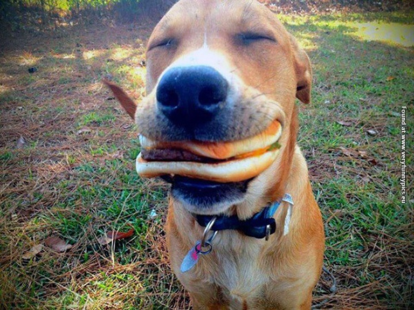 funny pictures animals that loves food 06