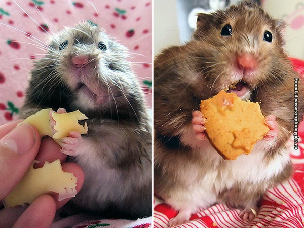 funny pictures animals that loves food 07