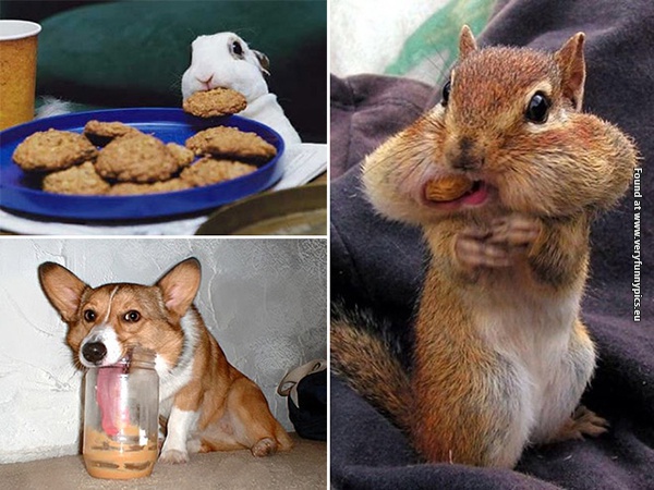 funny pictures animals that loves food 12