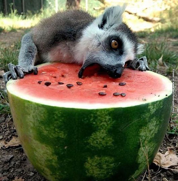 funny pictures animals that loves food 18