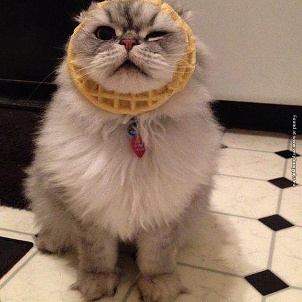 funny pictures cats that you should apologize to 10