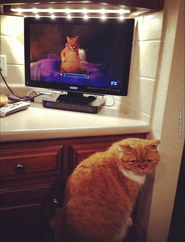 funny pictures cats that you should apologize to 19
