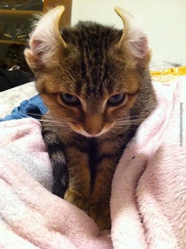 funny pictures cats that you should apologize to 21