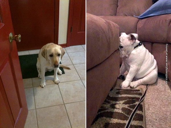 funny pictures guilty dogs 20