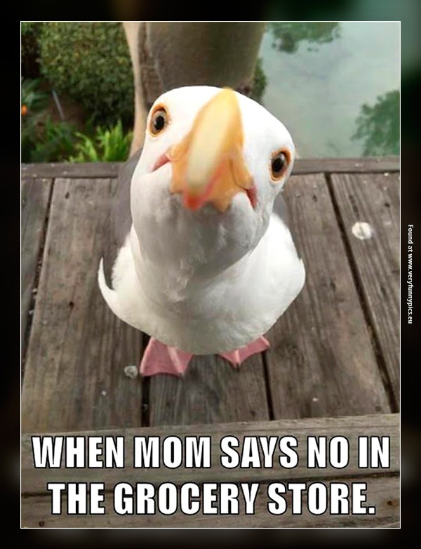 funny-pictures-when-mom-says-no