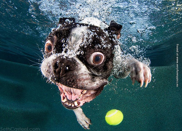 funny picturse dogs chasing balls 01
