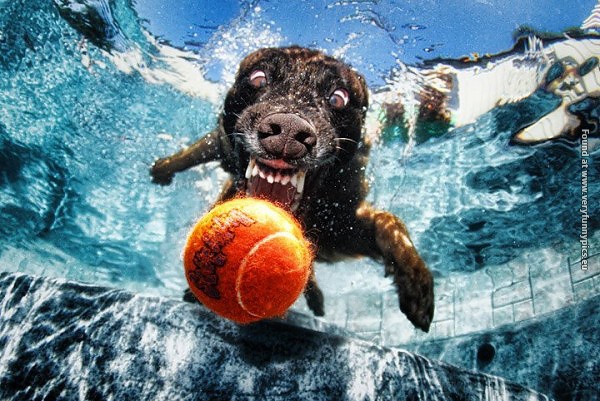 funny picturse dogs chasing balls 02