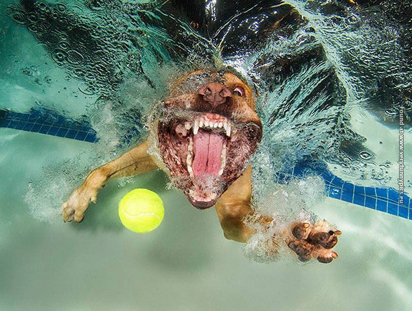 funny picturse dogs chasing balls 04